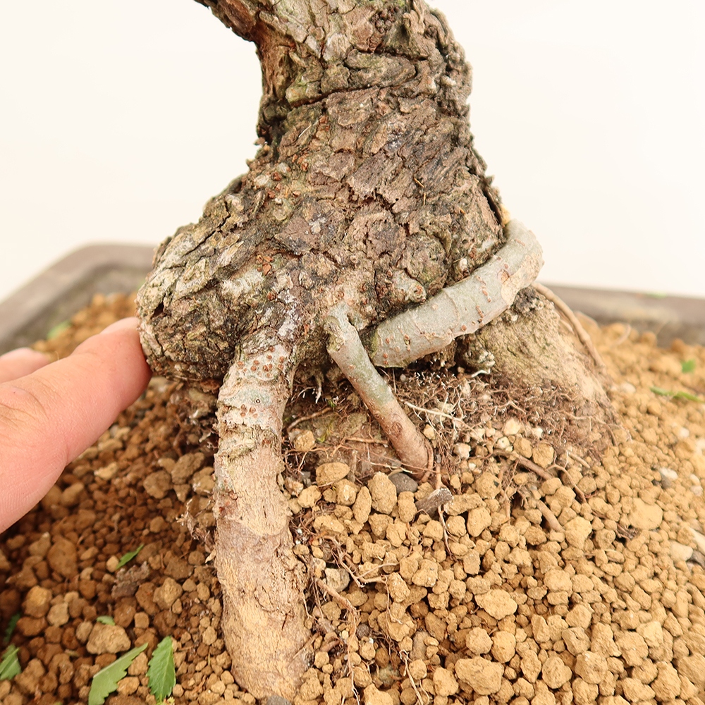 Bonsaï d'extérieur - Zelkova - Zelkova NIRE