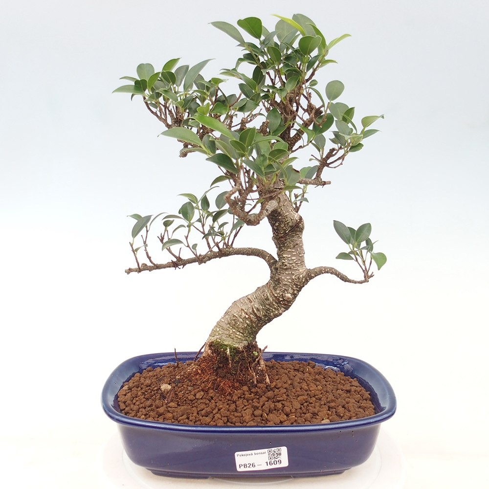 Salle bonsaï - Ficus kimmen - ficus à petites feuilles