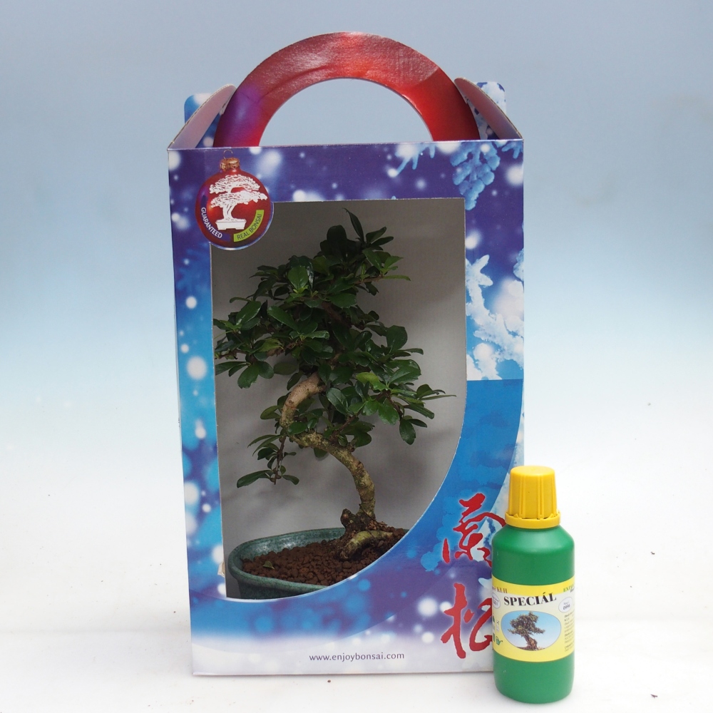 Bonsaï de chambre en boîte cadeau Carmona microphylla - Tea fuki