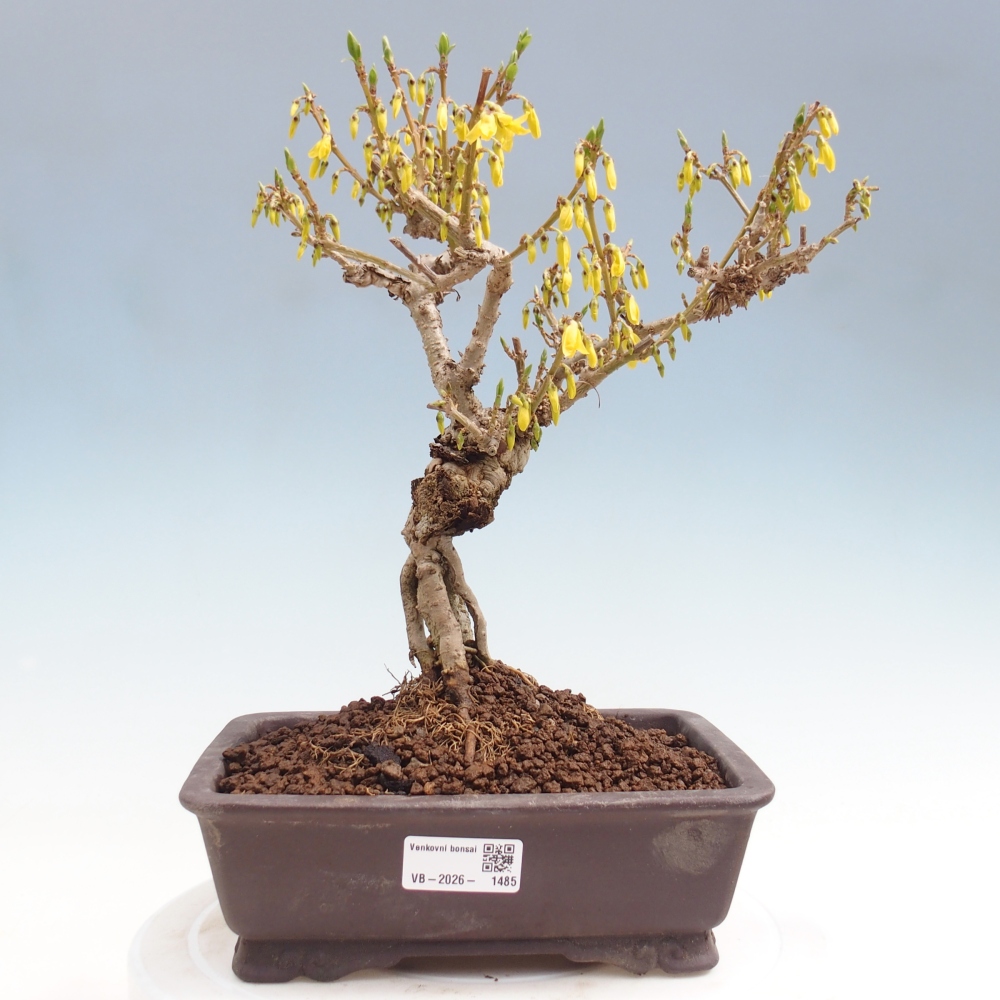 Bonsaï d'extérieur - Zlatice - Forsythia koreana