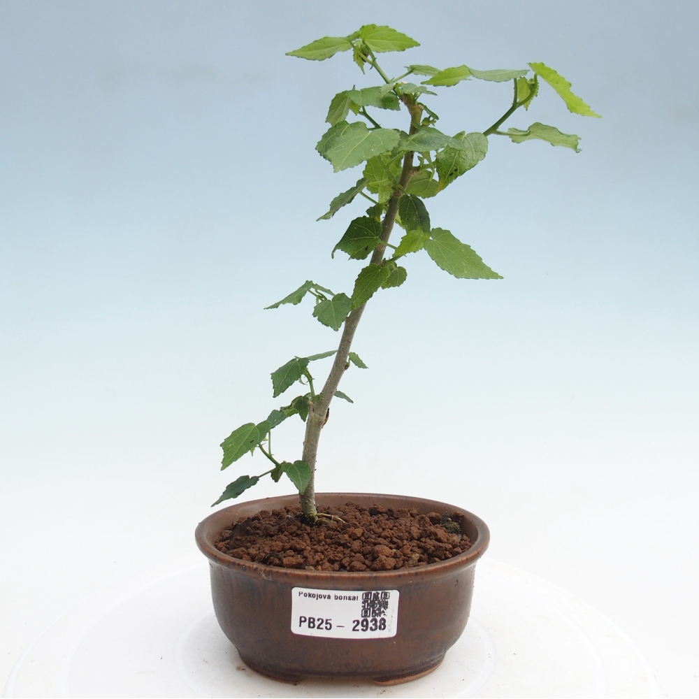 Bonsaï d'intérieur - Malvaviscus arboreus