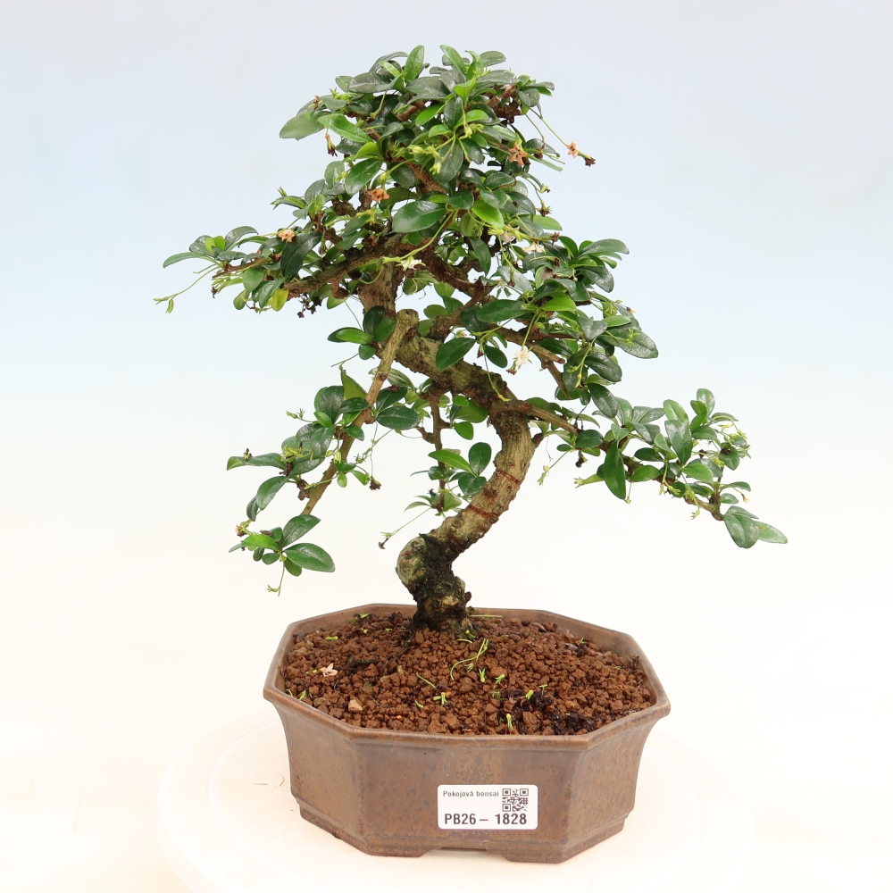 Bonsaï de chambre - Carmona macrophylla - Tea fuki