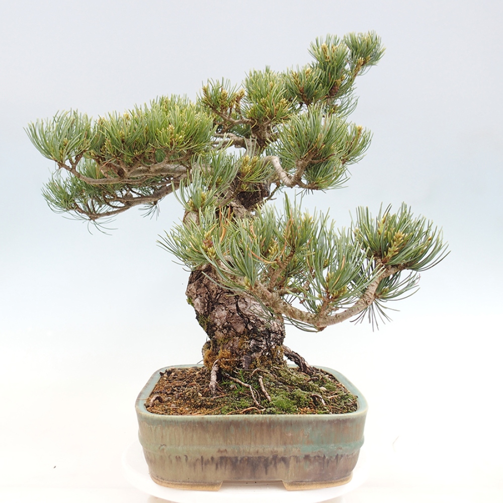 Bonsaï d'extérieur - Pinus parviflora - Pinus parviflora