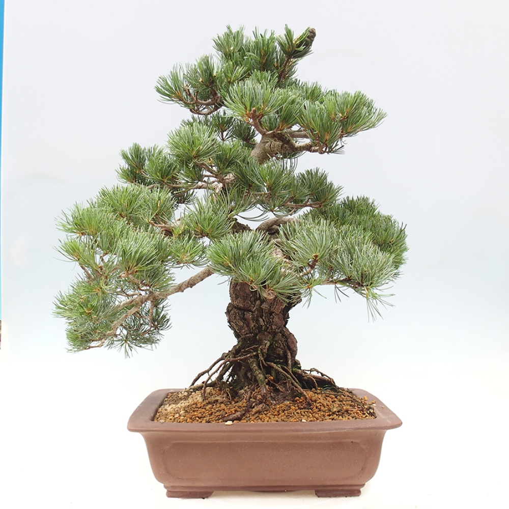 Bonsaï d'extérieur - Pinus parviflora - Pinus parviflora