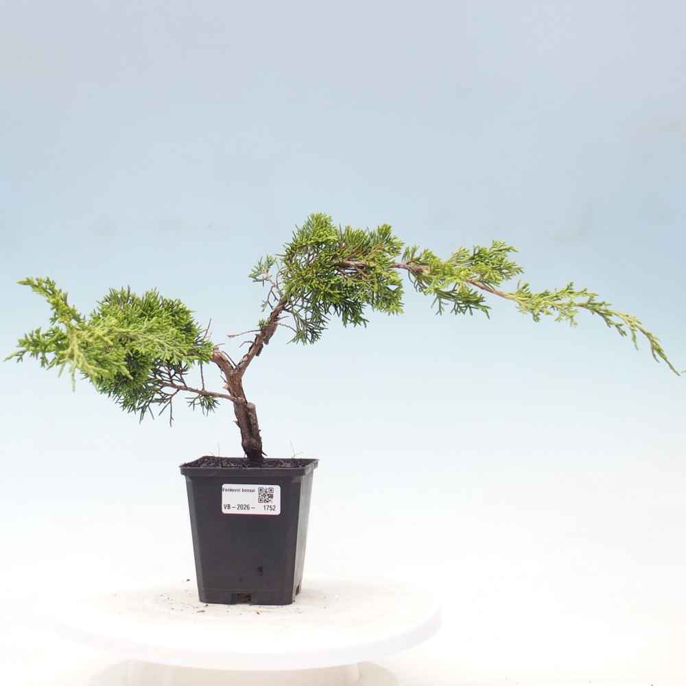 Bonsaï d'extérieur - Juniperus chinensis Itoigawa