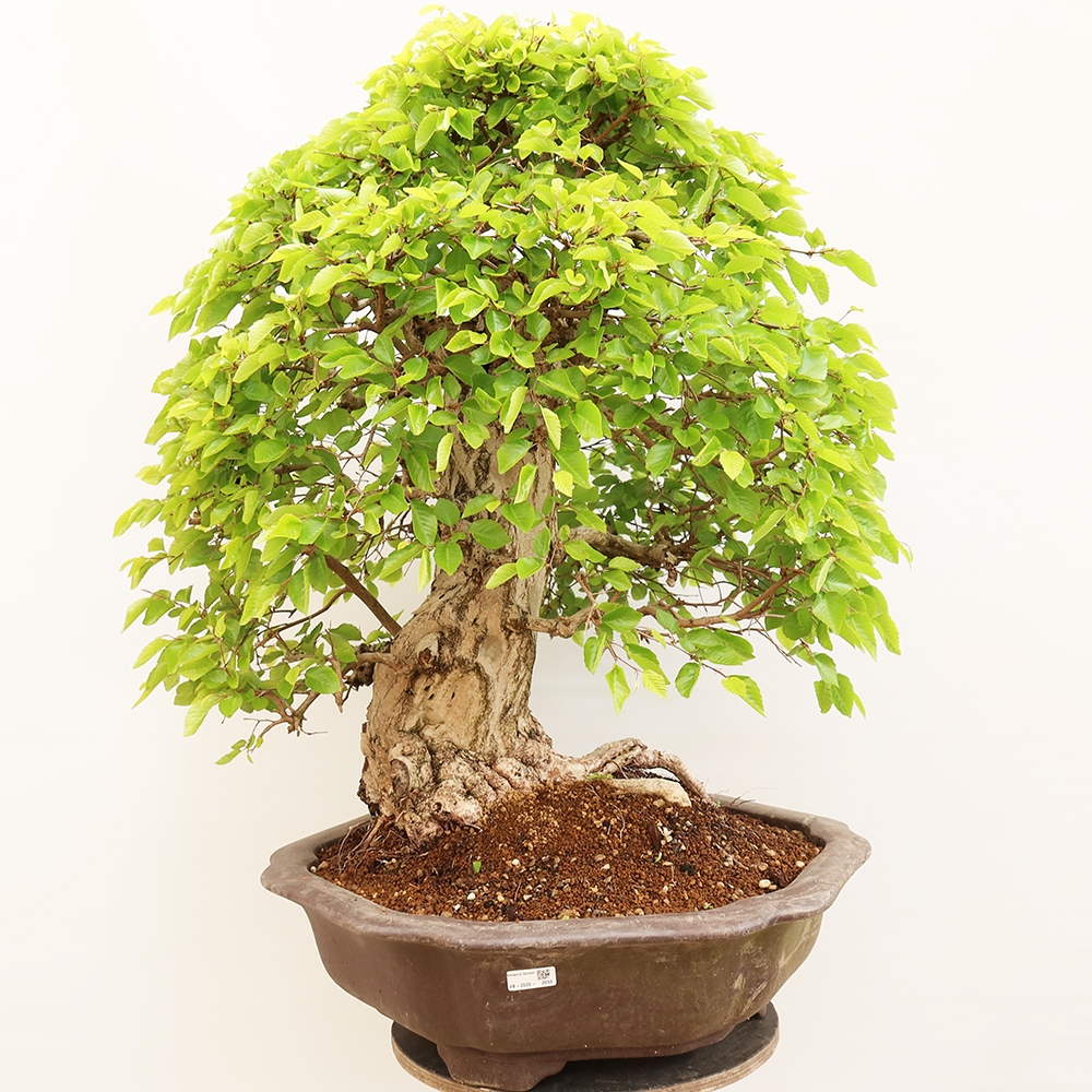 Bonsaï d'extérieur -Carpinus Coreana - Charme de Corée
