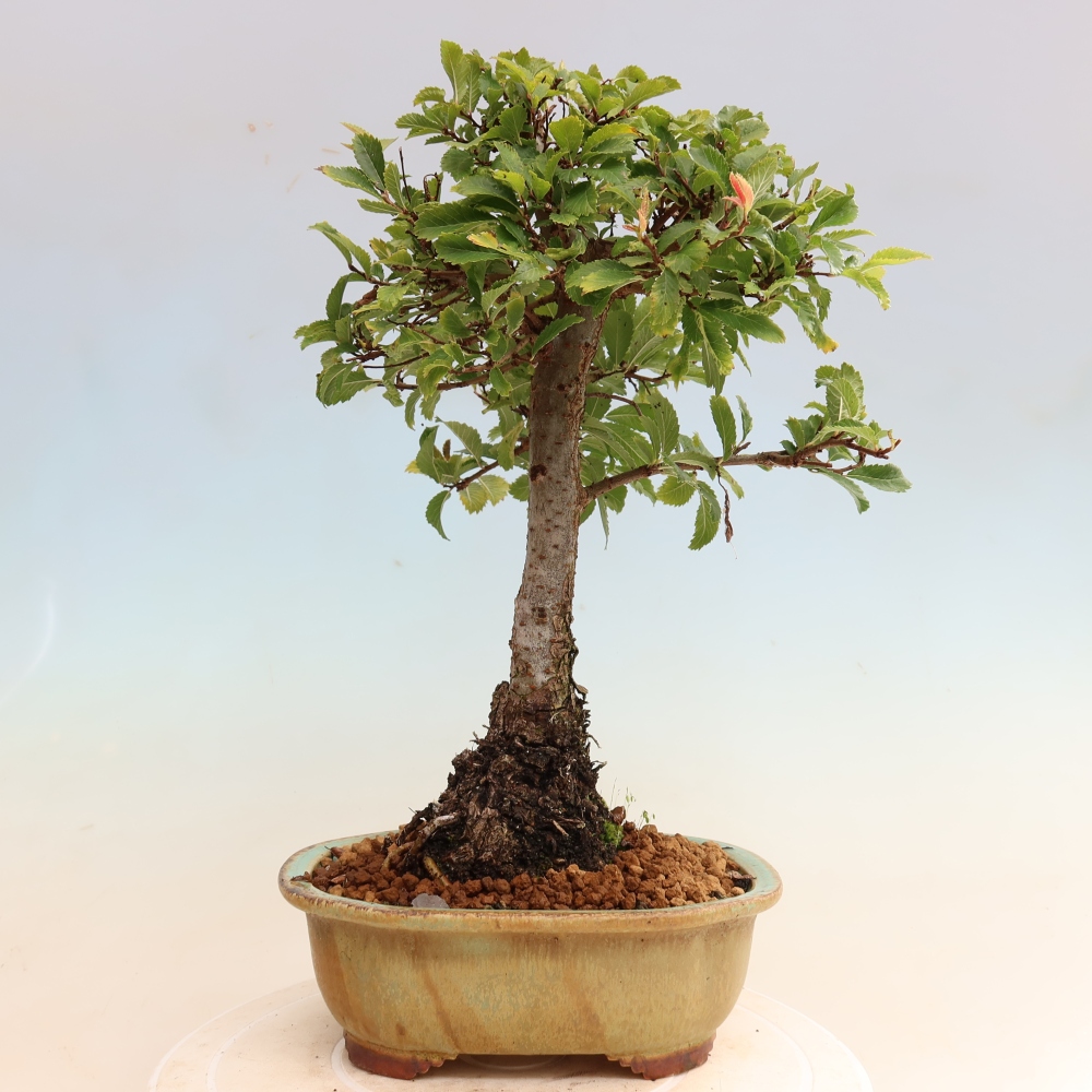 Bonsaï d'extérieur - Zelkova - Zelkova NIRE