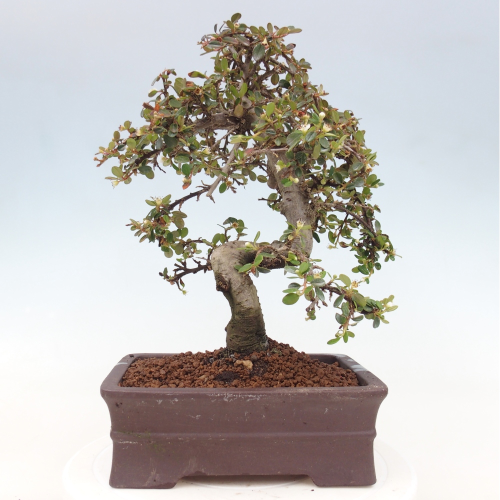 Bonsaï d'extérieur-Cotoneaster dammeri - Damer's Rock