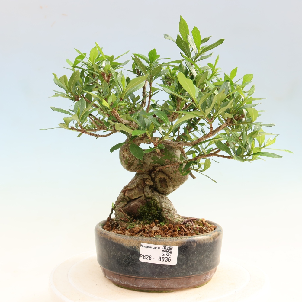 Bonsaï de chambre - Gardenia jasminoides-Gardenia