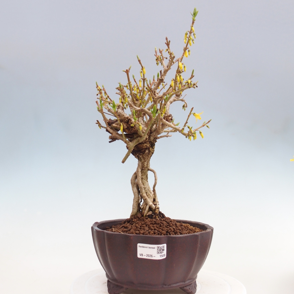 Bonsaï d'extérieur - Zlatice - Forsythia koreana