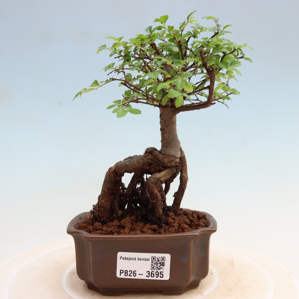 Bonsaï de chambre - Ulmus parvifolia - Orme à petites feuilles