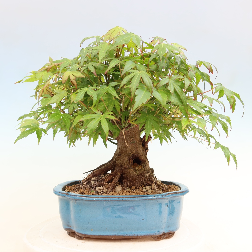 Bonsaï d'extérieur - Maple Burger - Acer Burgerianum