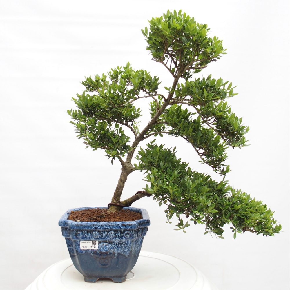 Bonsaï de chambre - Ilex crenata - Houx