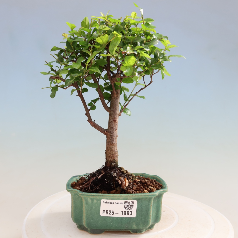 Bonsaï de chambre - Sageretia thea - Sageretia thea