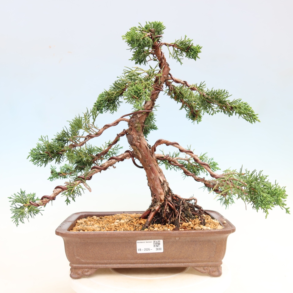 Bonsaï d'extérieur - Juniperus chinensis Kishu
