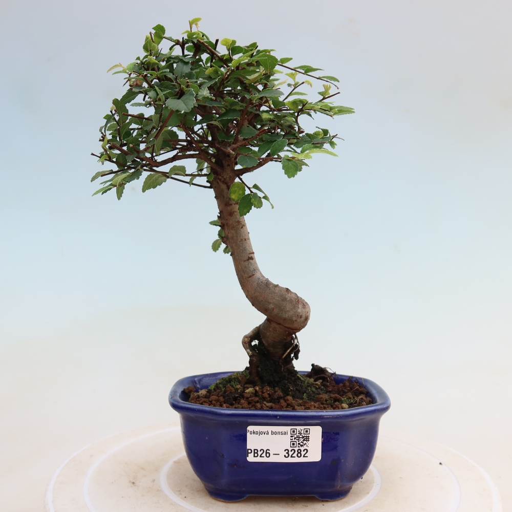 Bonsaï de chambre - Ulmus parvifolia - Orme à petites feuilles