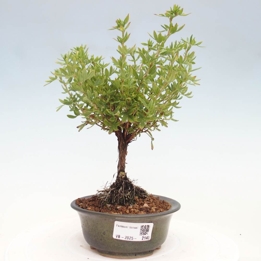 Bonsaï d'extérieur - Potentila fruticosa yellow Bird