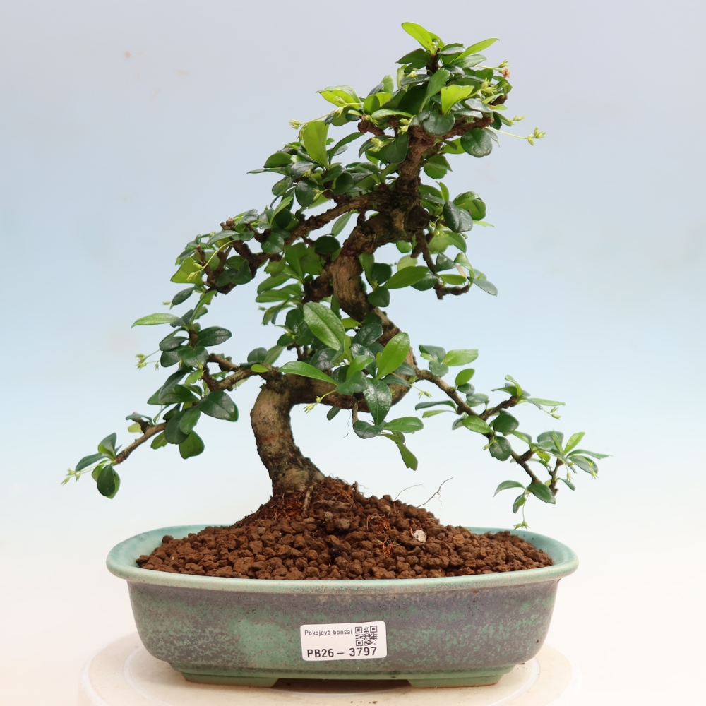 Bonsaï de chambre - Carmona macrophylla - Tea fuki