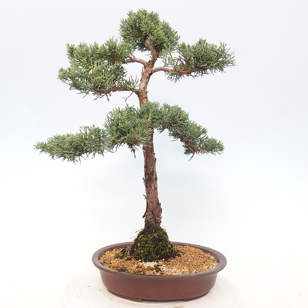 Bonsaï d'extérieur - Juniperus chinensis Kishu