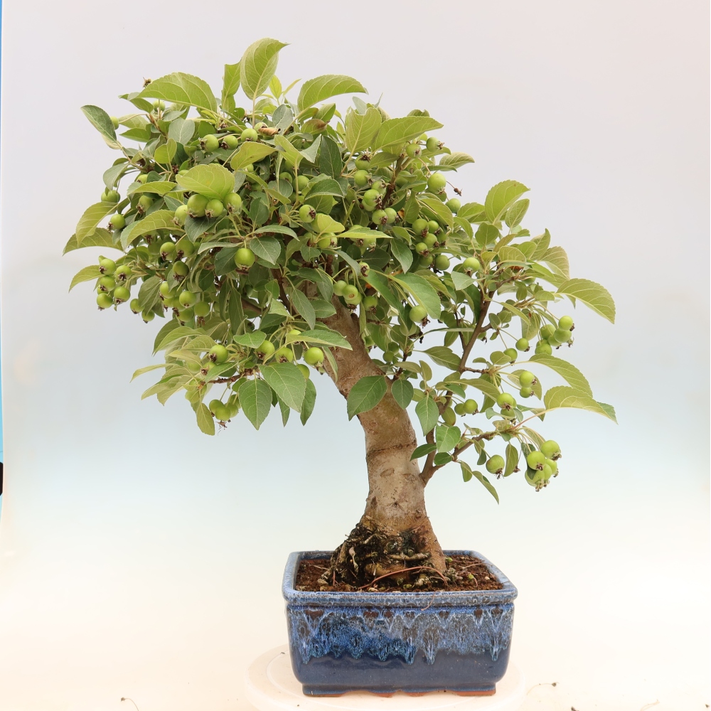 Bonsaï d'extérieur -Malus halliana - Pommier à petits fruits