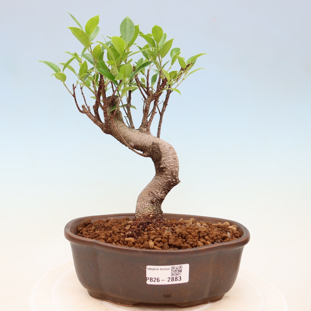 Salle bonsaï - Ficus kimmen - ficus à petites feuilles