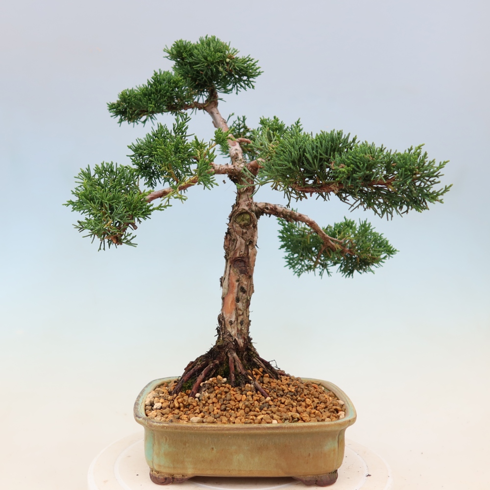 Bonsaï d'extérieur - Juniperus chinensis Kishu