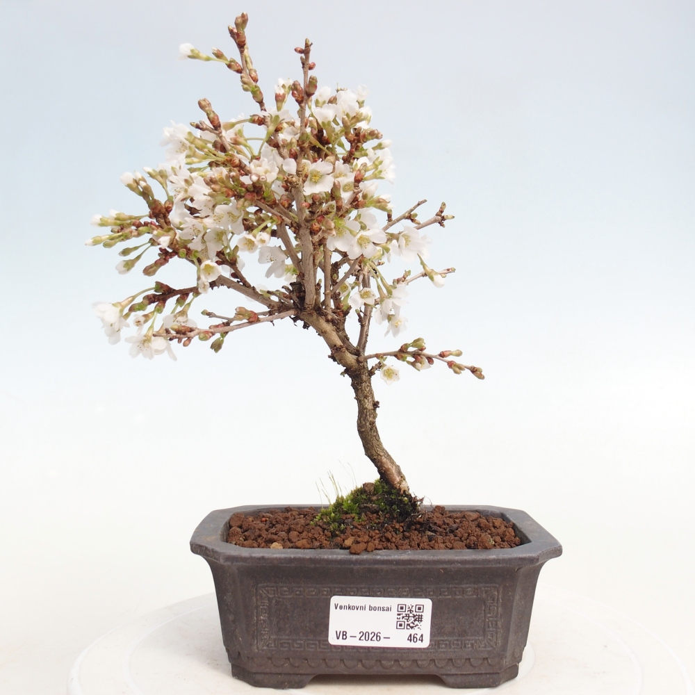 Bonsaï d'extérieur - Prunus incisa Kojou-no mai-Plivon découpé