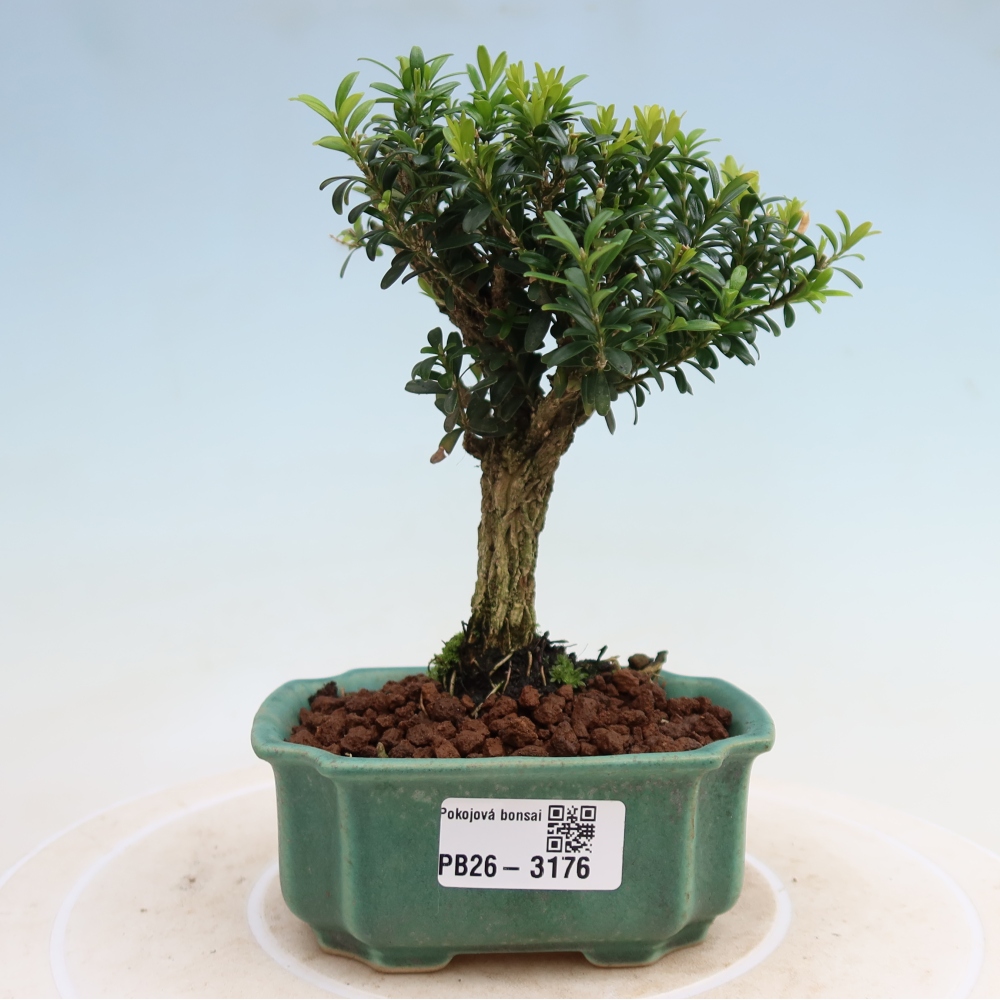 Bonsaï de chambre - Buxus harlandii - buxus liège