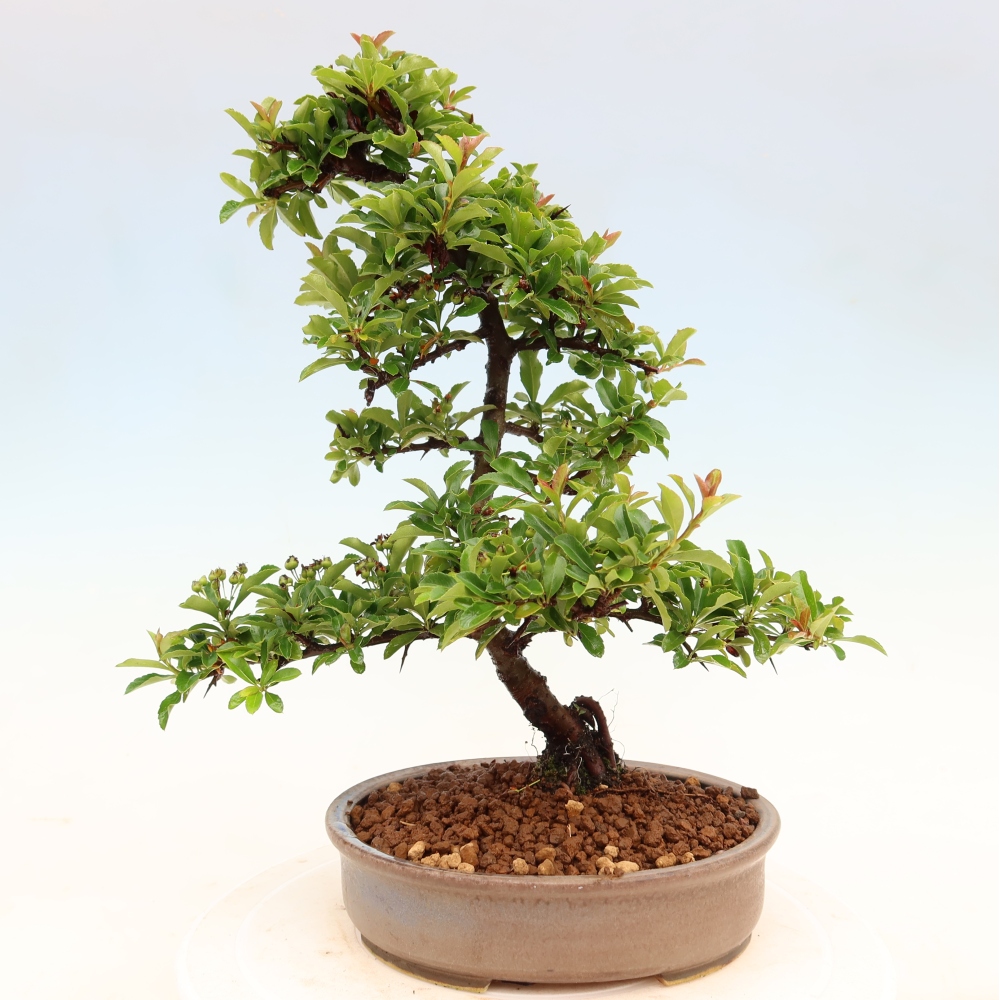 Bonsaï d'extérieur - Pyracantha teton - Pyracantha écarlate