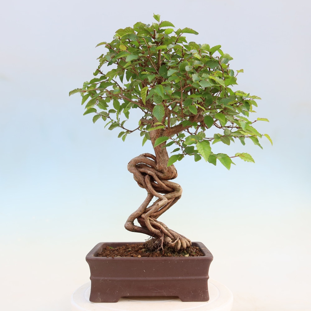Bonsaï d'extérieur -Carpinus Coreana - Charme de Corée