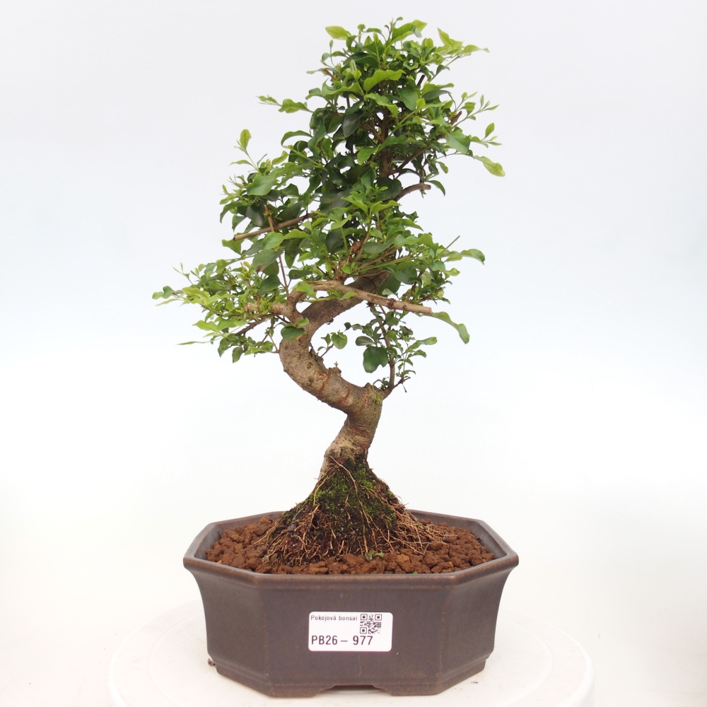 Bonsaï de chambre -Ligustrum chinensis - Bec d'oiseau
