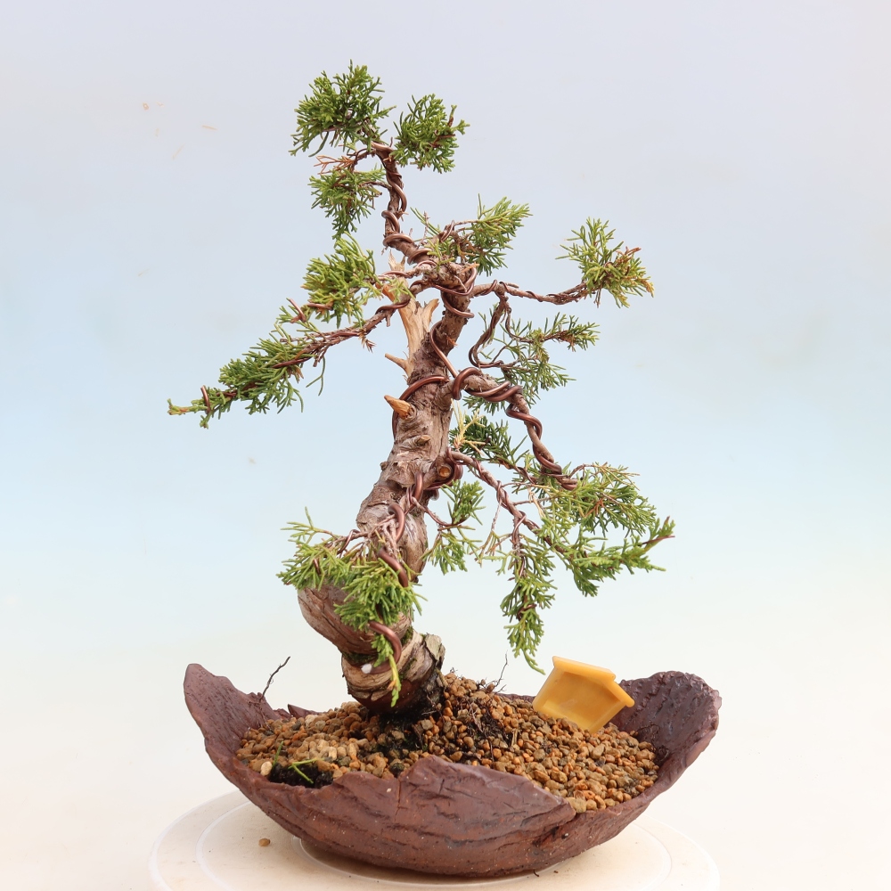 Bonsaï d'extérieur - Juniperus chinensis Itoigawa-Juniperus chinensis