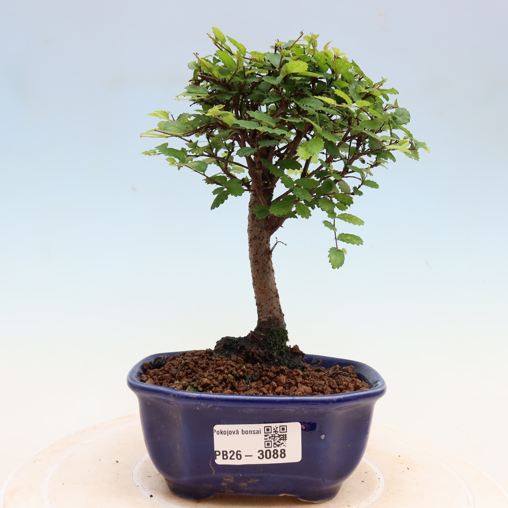 Bonsaï de chambre - Ulmus parvifolia - Orme à petites feuilles