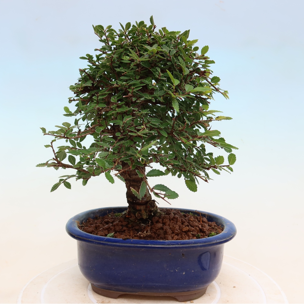 Bonsaï d'extérieur - Zelkova - Zelkova NIRE