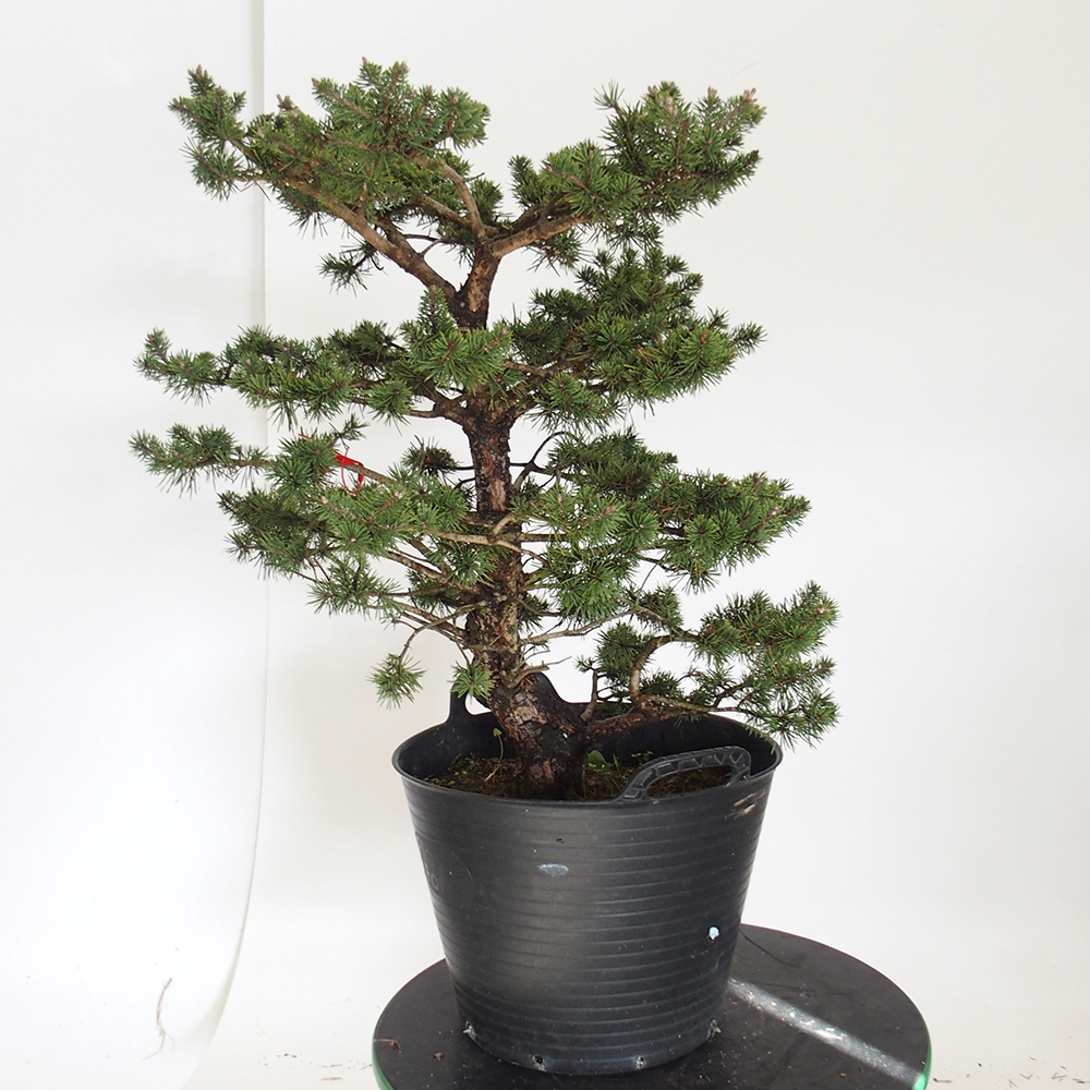 Yamadori - Pinus sylvestris Espagne