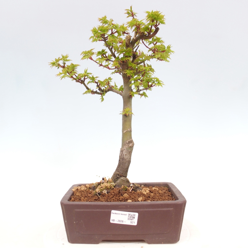 Bonsaï d'extérieur -Javor palm Acer palmatum Shishigashira