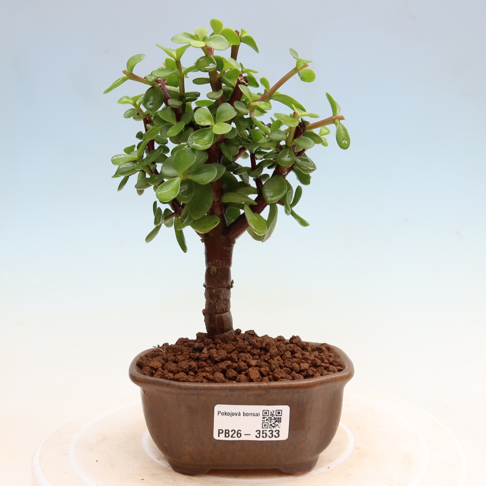 Bonsaï de chambre - Portulakaria Afra - Tlustice