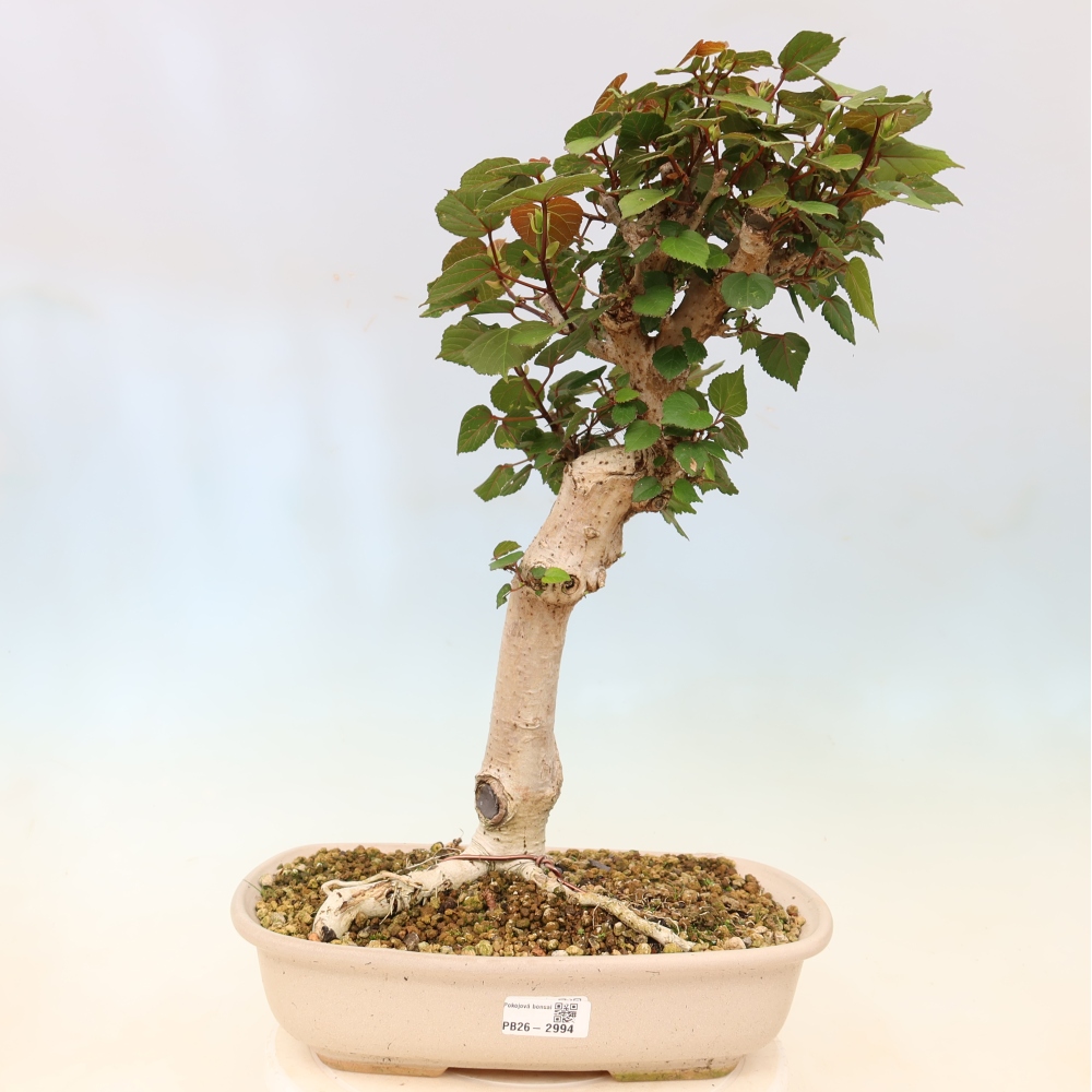 Bonsaï d'intérieur - Hibiscus tiliaceus - Hibiscus de mer