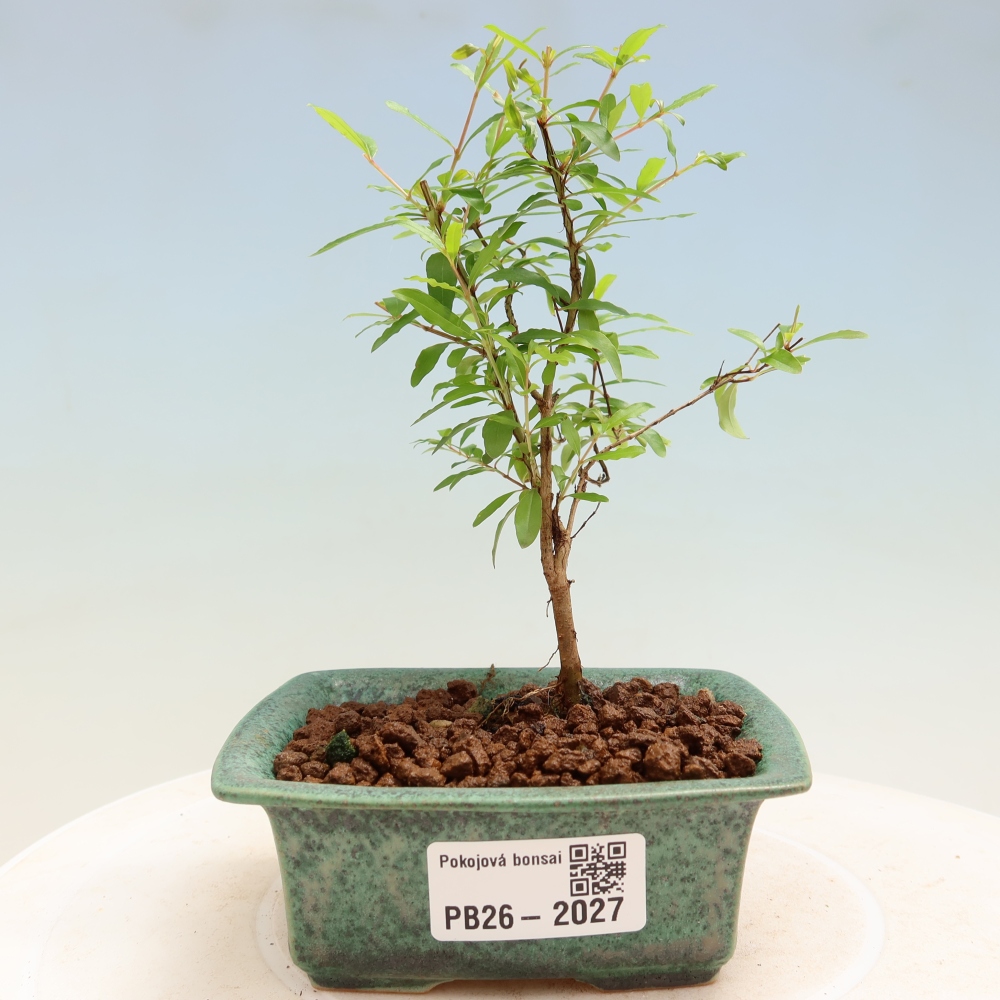 Bonsaï de chambre-PUNICA granatum nana-Pomme grenat