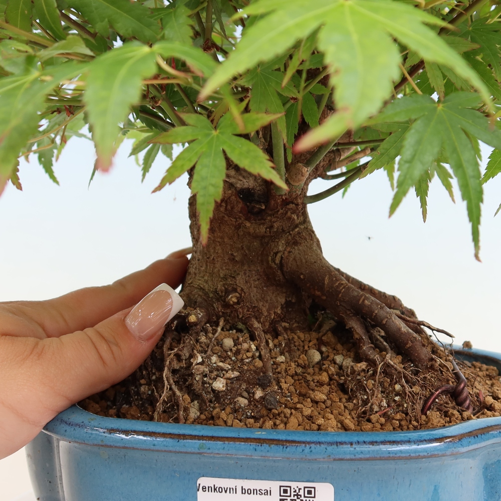 Bonsaï d'extérieur - Maple Burger - Acer Burgerianum