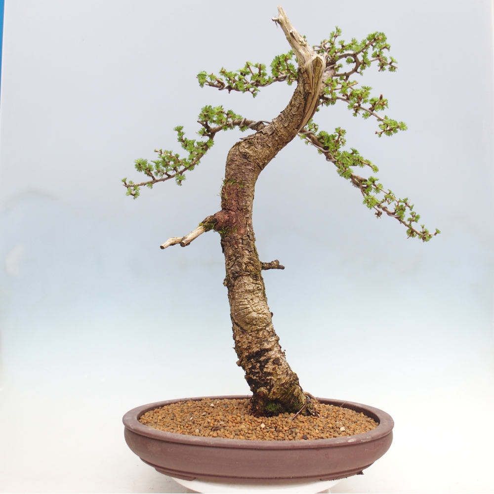 Bonsaï d'extérieur -Larix decidua - Mélèze - Transport sur palette uniquement