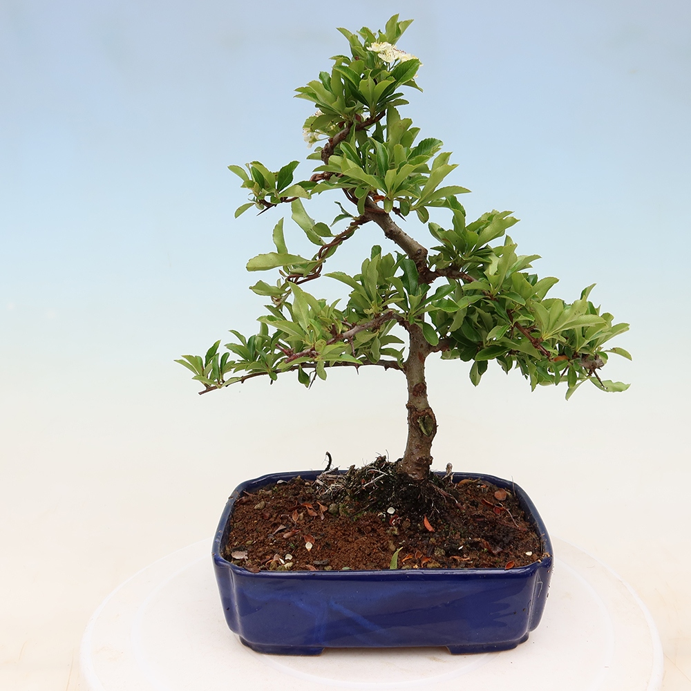 Bonsaï d'extérieur - Pyracantha teton - Pyracantha