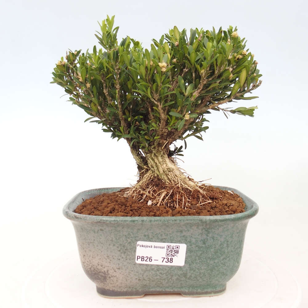Bonsaï de chambre - Buxus harlandii - buxus liège