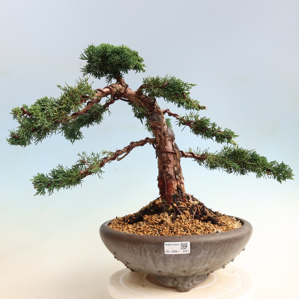 Bonsaï d'extérieur - Juniperus chinensis Kishu