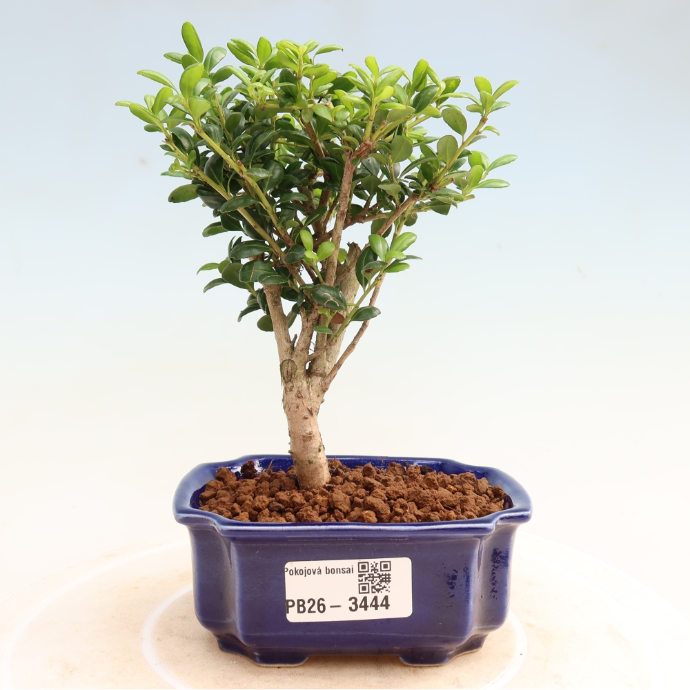 Bonsaï de chambre - Ilex crenata - Houx