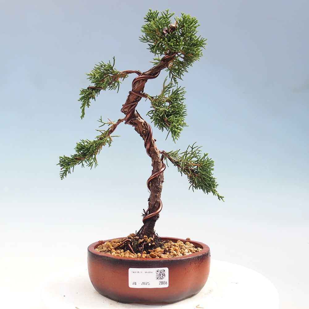Bonsaï d'extérieur - Juniperus chinensis Kishu