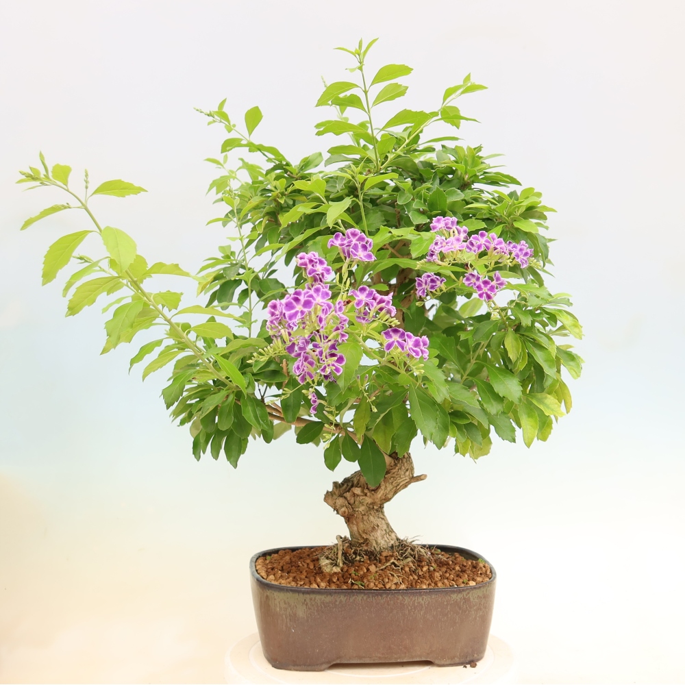 Bonsaï de chambre - Duranta erecta Aurea