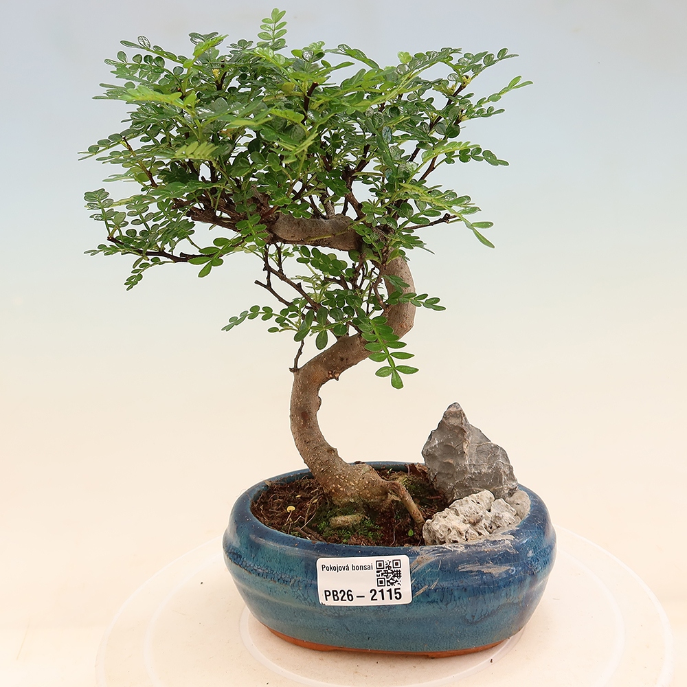 Salle bonsaï - Zantoxylum piperitum - arbre à poivre