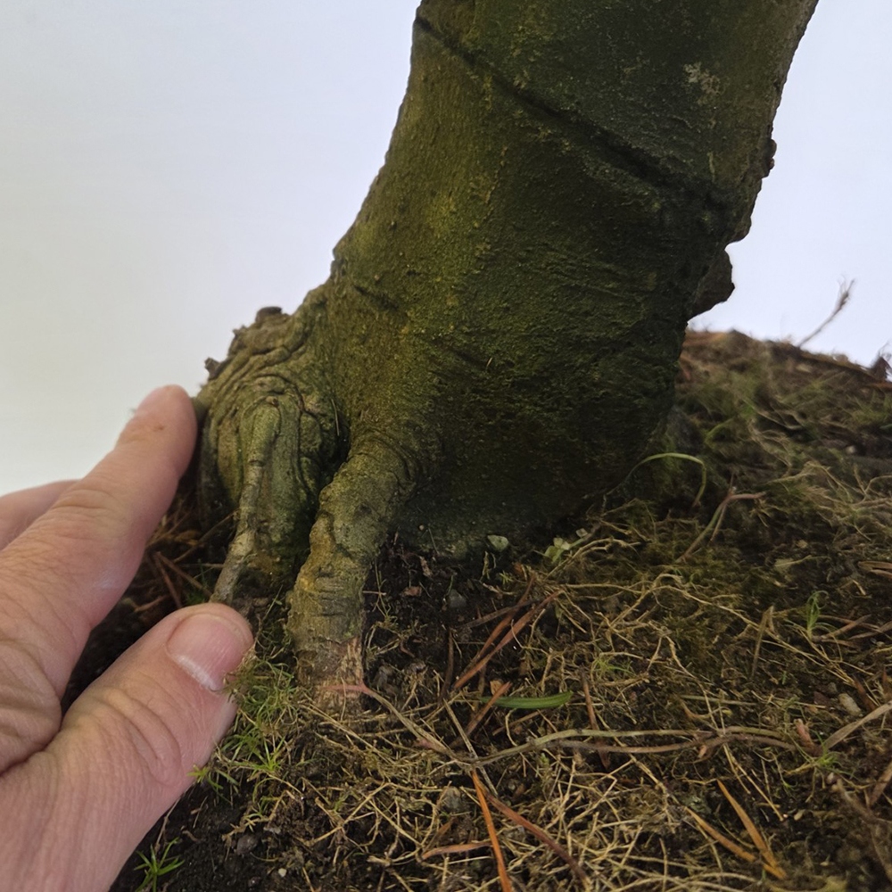 Bonsaï d'extérieur - magnolia - Šácholan