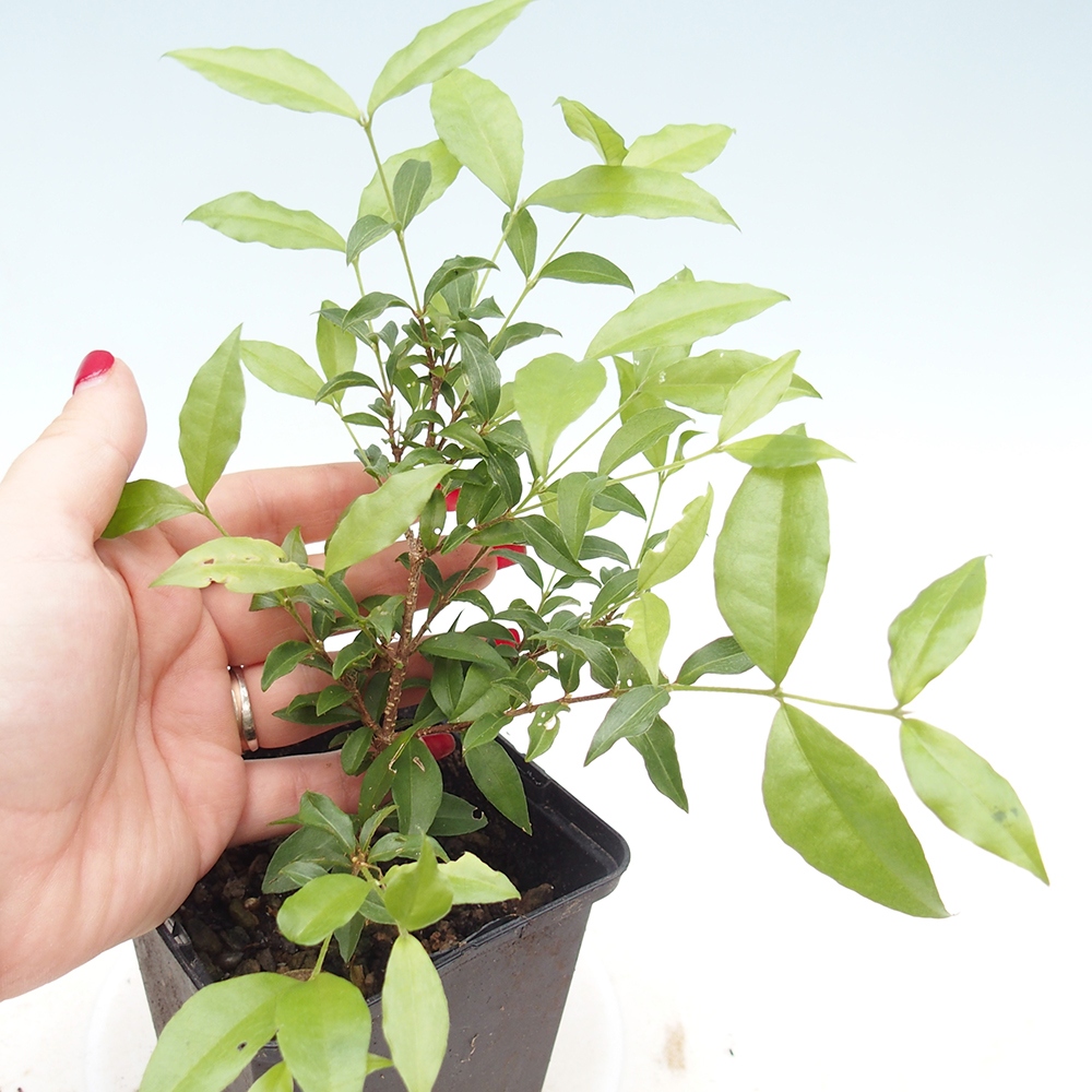 Bonsaï de chambre - Malpighia coccigera- Barbdor cherry in container